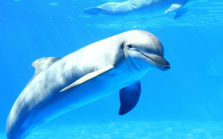 Dolphin underwater bubbles ocean horizon - underwater free wallpaper for desktop