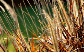 Grass blurry autumn fire sunset - a green field in the background free wallpaper
