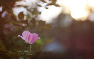 Pink flower blooming sunlight blurry - a pink flower free wallpaper for desktop