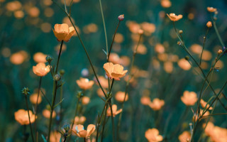 Yellow flowers green grass blue - elinor proby adams free wallpaper