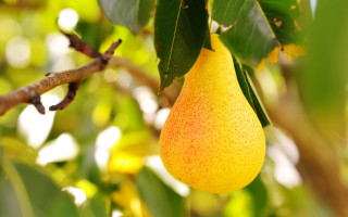 Pear hanging tree leaves sunlight - p free wallpaper for desktop