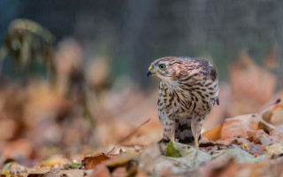 Bird of prey leaves woods - a bird of prey free wallpaper for desktop