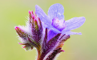 Purple flower green gradient macro - a green background and a blurry background free wallpaper