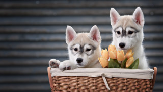 Puppies basket flowers shiba inu - two puppy free wallpaper