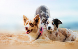 Two dogs beach sand shiba - two dog free wallpaper for desktop