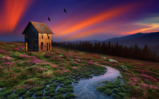 House stream birds sunset magic - bird free wallpaper for desktop