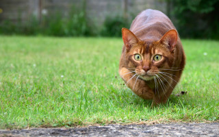 Cat green field foliage outdoors - sharp focus free wallpaper