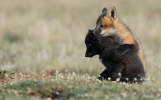 Fox cub playing field primitivism - its back free wallpaper for desktop