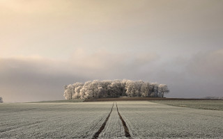 Field tracks large tree clouds - the middle of it free wallpaper