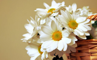 Basket white flowers table wall - white flower free wallpaper