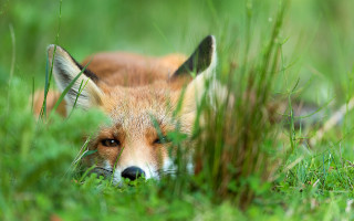 Red fox laying grass sad - sad free wallpaper