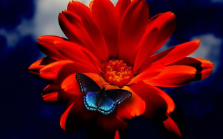 Butterfly red flower blue sky - rich color free wallpaper