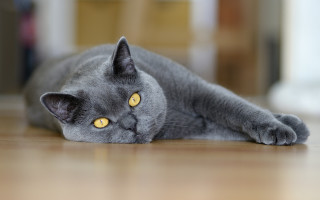 Gray cat yellow eyes curious 3 - curious free wallpaper