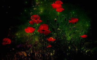 Red flowers green background fairy - red flower free wallpaper