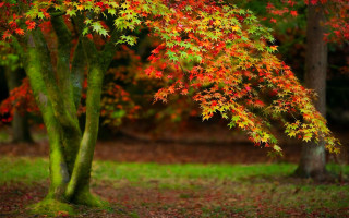 Tree red leaves park green - choi buk free wallpaper