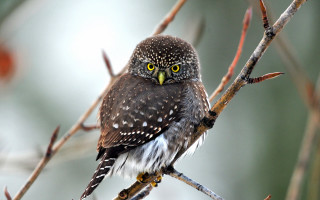 Bird yellow eyes branch blurry 2 - yellow eye free wallpaper