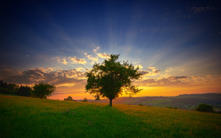 Tree field sunset clouds horizon 3 - the sun setting behind free wallpaper