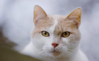 White cat closeup shallow depth - a close up of a cat free wallpaper for desktop