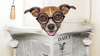 Dog glasses reading newspaper bell - official medium free wallpaper