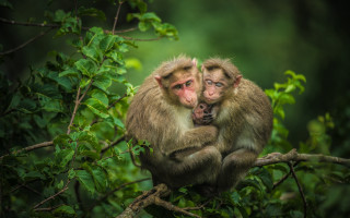 Monkeys forest branch nature wildlife - the others hand free wallpaper