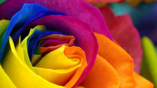 Multicolored rose green yellow red - rich vivid color free wallpaper