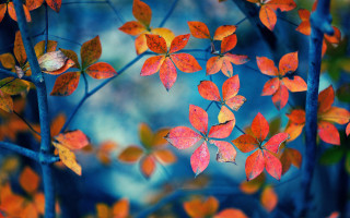 Autumn tree red leaves blue - red leaf free wallpaper