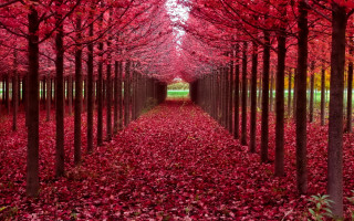 Red leaves tunnel autumn forest - a green field in the background free wallpaper