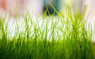 Grass bamboo ecological art macro - ecological art free wallpaper