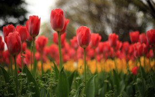 Red tulips yellow background trees - the background in the distance free wallpaper