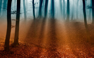 Forest trail sunbeams mattepainting davidmartin - sunbeam free wallpaper