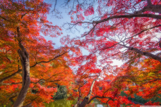 Park trees red leaves pond - vivid color free wallpaper