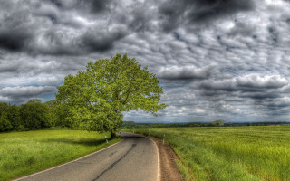 Tree road field cloudy stormy - stormy weather free wallpaper