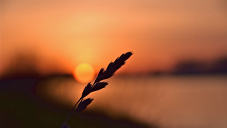 Plant sunset water macro shallow - a sunset over a body of water free wallpaper