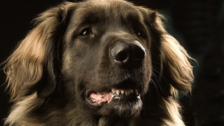 Dog portrait old man open - a close up of a dog free wallpaper