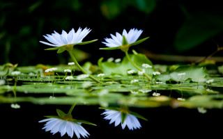 White flowers lake lilies green - dirck van der lisse free wallpaper