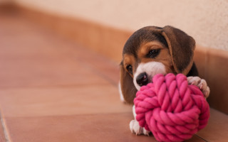 Beagle puppy chewing pink yarn - the floor of a house free wallpaper