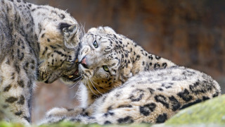 Snow leopards playing outdoors blurry - wild free wallpaper