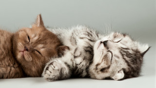 Sleeping cat animals white surface - a white surface free wallpaper