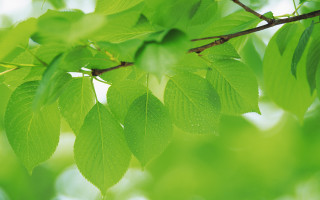 Green leafy branch bokeh nature - a green leafy tree branch free wallpaper