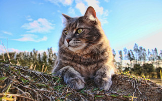 Cat branches grass sky clouds - top of a pile free wallpaper