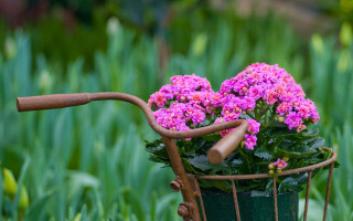 Basket flowers grass handlebar ecological - a basket of flowers free wallpaper