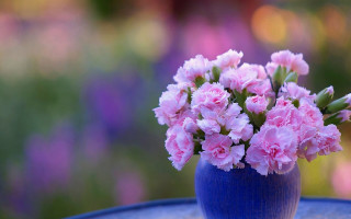 Blue vase pink flowers garden - cindy wright free wallpaper for desktop