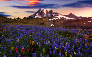 Snowy mountain flower sunset cityscape - covered free wallpaper for desktop