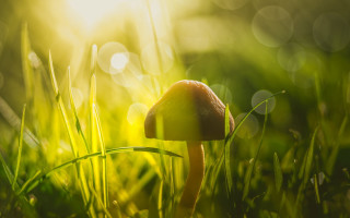 Mushroom grass sunshine yellow nature - the sun shining behind free wallpaper