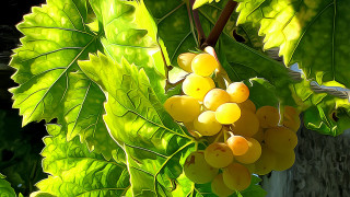 Grapes tree branch forest leaves - a bunch of grapes free wallpaper