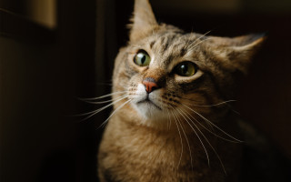 Curious cat green eyes window - 8 5 mm f 1. free wallpaper