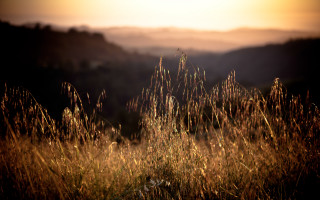 Field mountain sunset tiltshift flare - a few tall grass free wallpaper