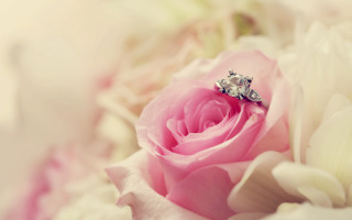 Pink rose diamond ring white - a diamond ring free wallpaper