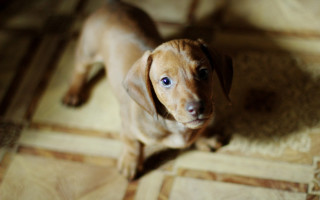 Small brown dog tilt shift - a floor next free wallpaper