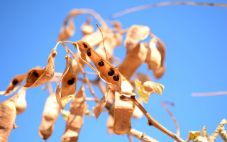 Tree seedpods blue sky macro - ecological art free wallpaper